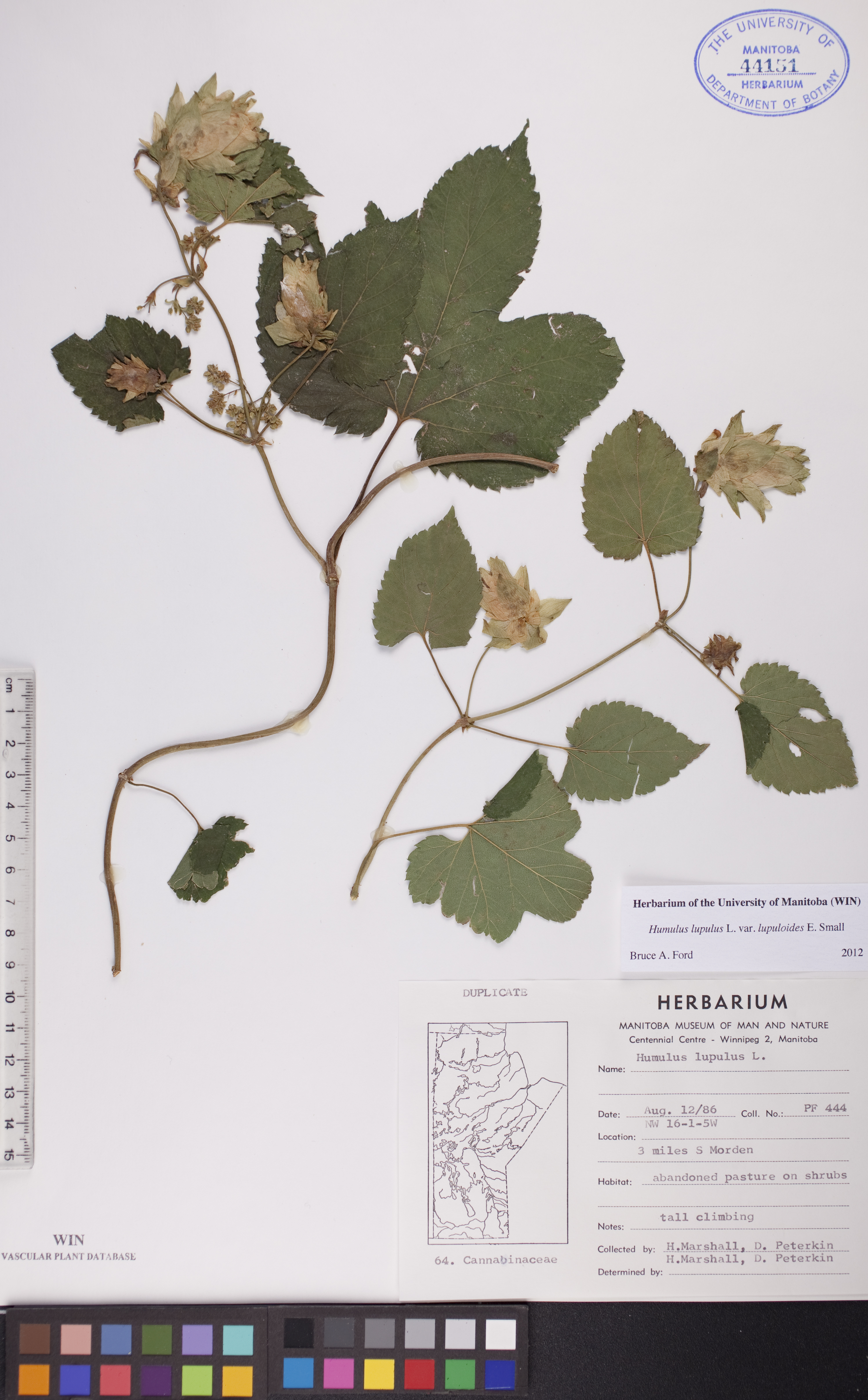 Humulus lupulus var. lupuloides image